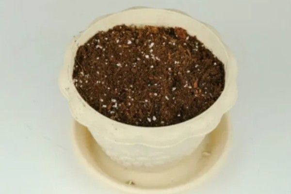 彼岸花根烂了几根还能不能种，通常情况下是还能种的