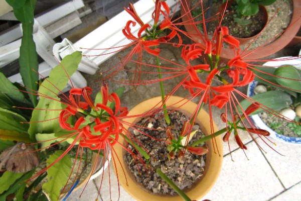 彼岸花根烂了几根还能不能种，通常情况下是还能种的