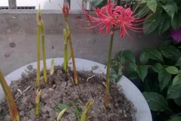 彼岸花根烂了几根还能不能种，通常情况下是还能种的