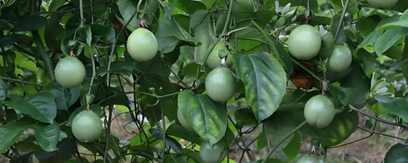 怎么在家种植百香果，浸种后再均匀撒播