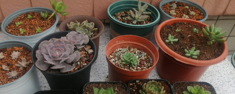 夏天换盆的注意事项，需要确保土壤处于干燥状态