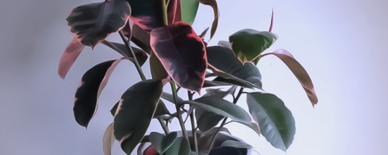 橡皮树的叶片上为什么出现小黄点，可能是发生了炭疸病或灰斑病