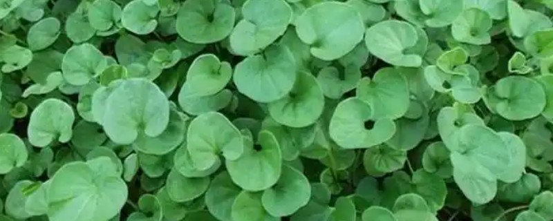 马蹄金怎么种植，播种后覆草保湿可提高出苗率