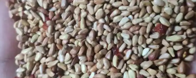 蔷薇种子如何快速催芽，播种前需要浸种