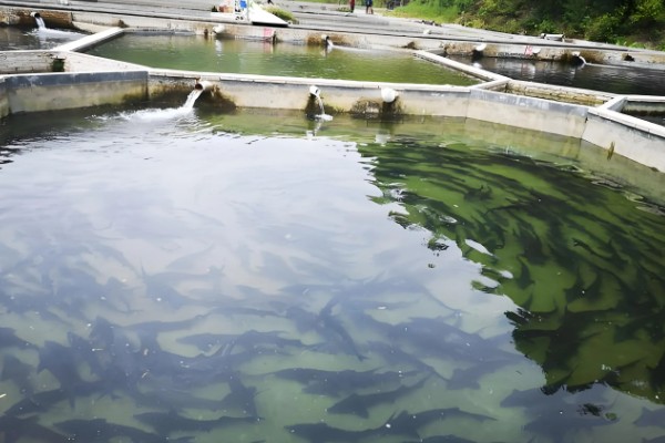 怎么养鲟鱼，养殖密度为每亩500尾