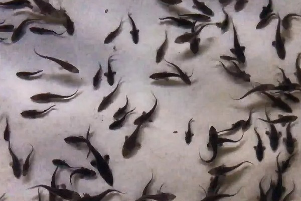 怎么养鲟鱼，养殖密度为每亩500尾