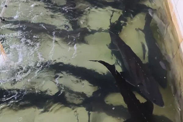 怎么养鲟鱼，养殖密度为每亩500尾