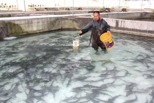 怎么养鲟鱼，养殖密度为每亩500尾
