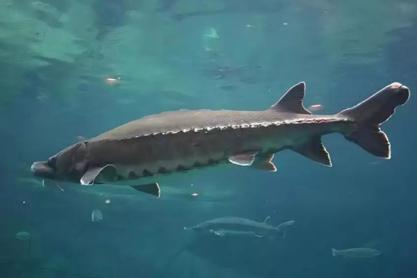 怎么养鲟鱼，养殖密度为每亩500尾