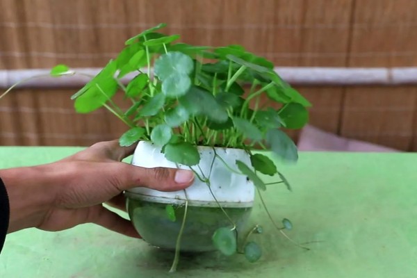 铜钱草的扦插方法，扦插前将根部放在多菌灵中浸泡