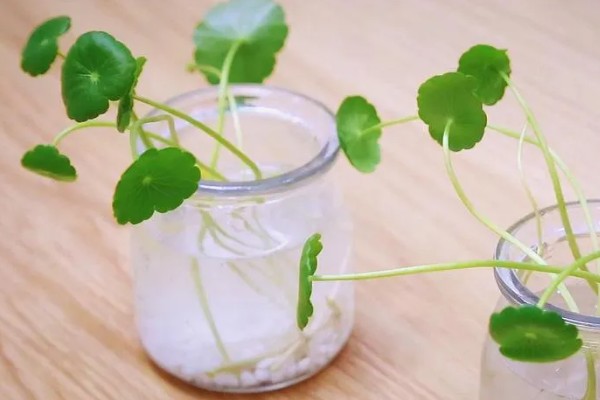 铜钱草的扦插方法，扦插前将根部放在多菌灵中浸泡