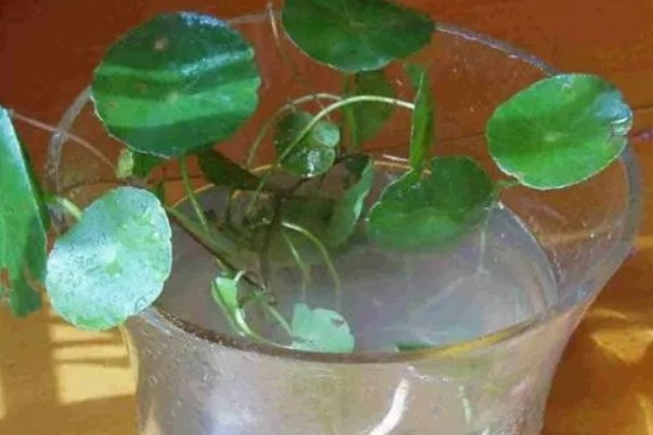 铜钱草的扦插方法，扦插前将根部放在多菌灵中浸泡