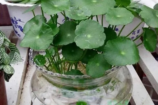 铜钱草的扦插方法，扦插前将根部放在多菌灵中浸泡