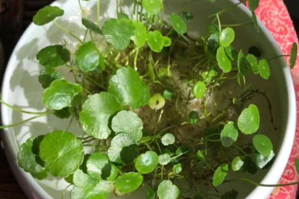 铜钱草的扦插方法，扦插前将根部放在多菌灵中浸泡