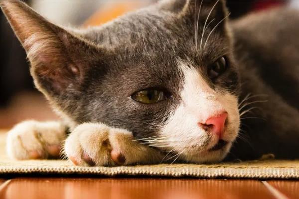 猫癫痫的症状，发病前期会出现异常亢奋或者心情郁闷