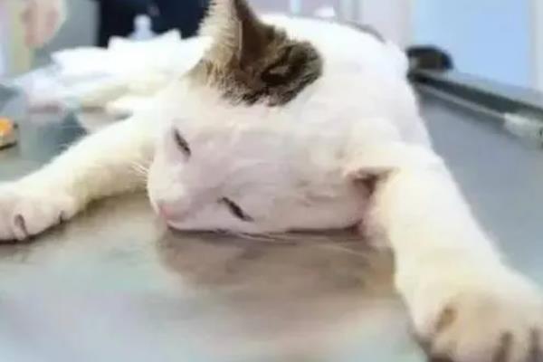 猫癫痫的症状，发病前期会出现异常亢奋或者心情郁闷