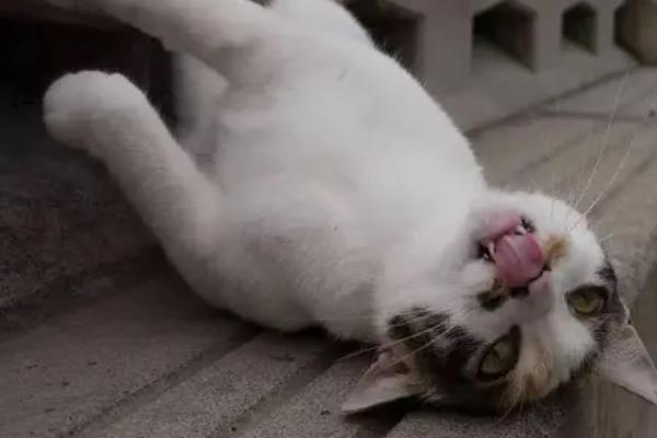 猫癫痫的症状，发病前期会出现异常亢奋或者心情郁闷