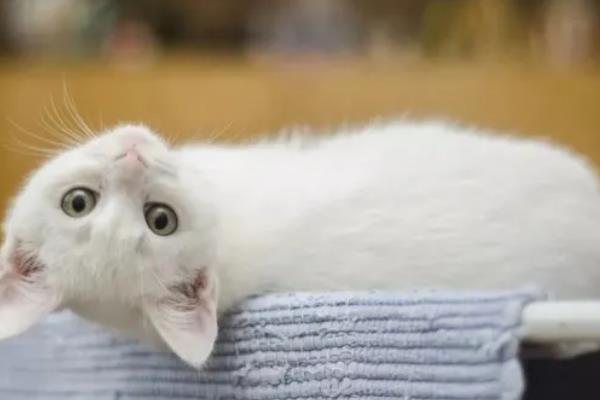 猫癫痫的症状，发病前期会出现异常亢奋或者心情郁闷