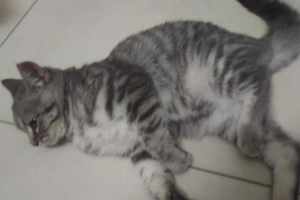 猫癫痫的症状，发病前期会出现异常亢奋或者心情郁闷