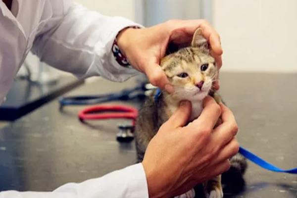 猫癫痫的症状，发病前期会出现异常亢奋或者心情郁闷