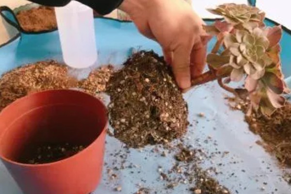夏天换盆的注意事项，需要确保土壤处于干燥状态