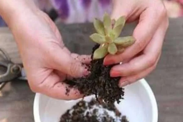 夏天换盆的注意事项，需要确保土壤处于干燥状态