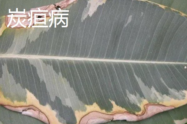 橡皮树的叶片上为什么出现小黄点，可能是发生了炭疸病或灰斑病