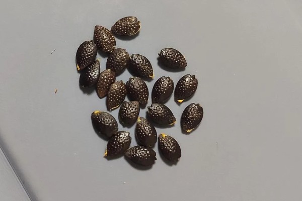 怎么在家种植百香果，浸种后再均匀撒播