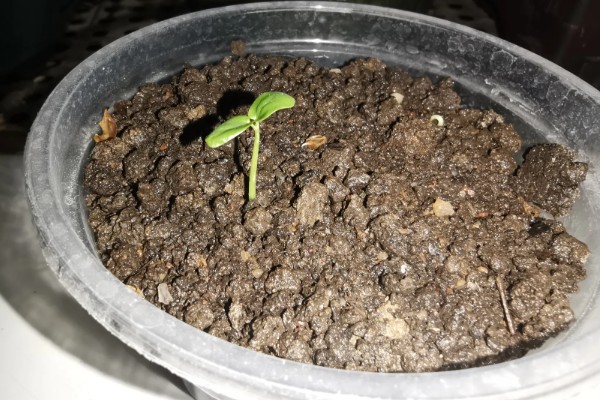 怎么在家种植百香果，浸种后再均匀撒播