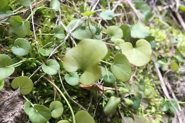 马蹄金怎么种植，播种后覆草保湿可提高出苗率