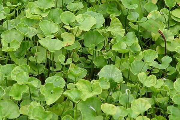 马蹄金怎么种植，播种后覆草保湿可提高出苗率