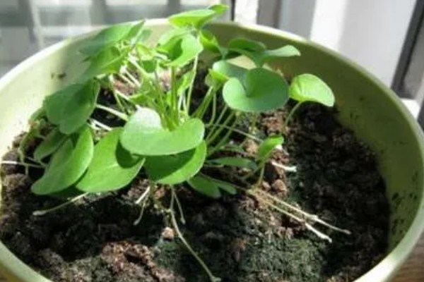马蹄金怎么种植，播种后覆草保湿可提高出苗率
