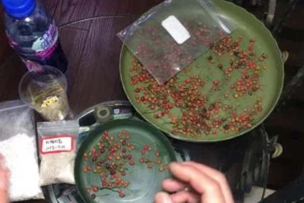 蔷薇种子如何快速催芽，播种前需要浸种