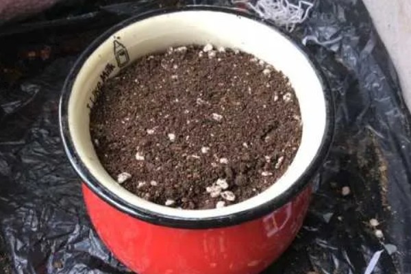 怎么在家种植百香果，浸种后再均匀撒播