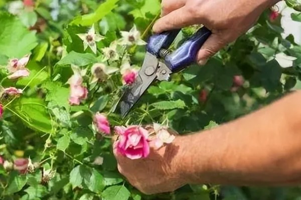 蔷薇种子如何快速催芽，播种前需要浸种