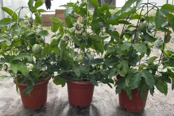 怎么在家种植百香果，浸种后再均匀撒播