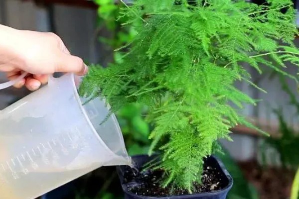 过期牛奶能浇花吗，并不适合所有的植物