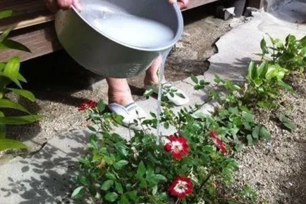 过期牛奶能浇花吗，并不适合所有的植物