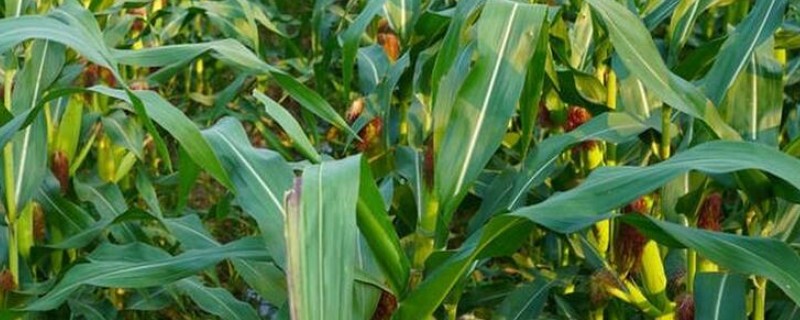 玉米怎么施肥，大喇叭口期以速效氮肥为主