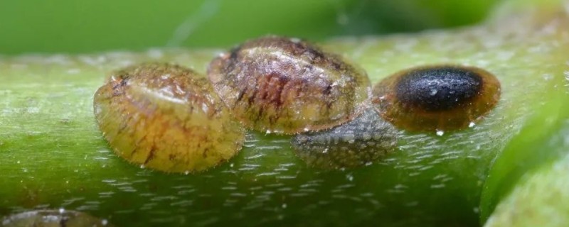 如何防治桃、李树的蚧壳虫，可喷洒苯氧威水溶液