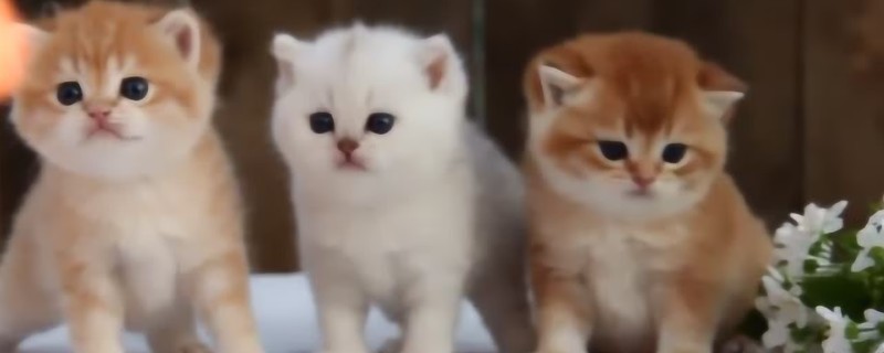 猫咪眼睛眼屎多的原因，可能是每日饮水量过少所致