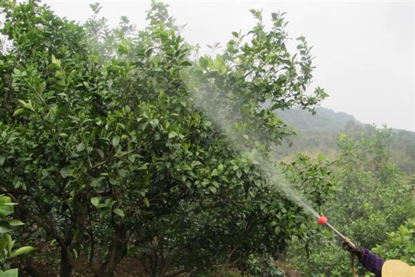 柑橘春梢萌芽应该用什么药，喷施噻虫嗪、吡虫啉等药物可防治柑橘木虱