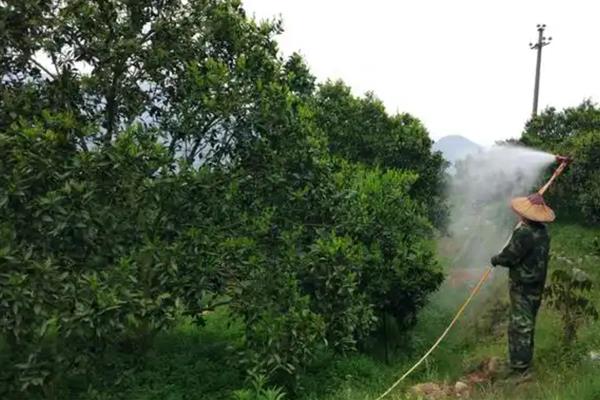 柑橘春梢萌芽应该用什么药，喷施噻虫嗪、吡虫啉等药物可防治柑橘木虱