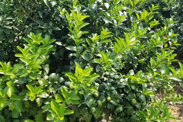 柑橘春梢萌芽应该用什么药，喷施噻虫嗪、吡虫啉等药物可防治柑橘木虱