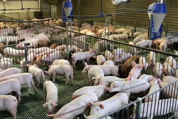 猪感染圆环病毒如何治疗，氟苯尼考、克林霉素等药物可减少并发感染
