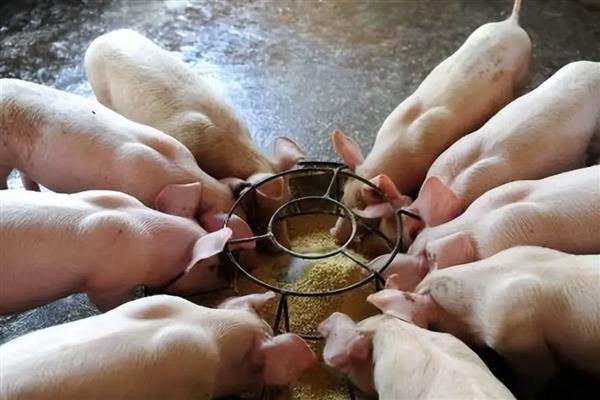 猪感染圆环病毒如何治疗，氟苯尼考、克林霉素等药物可减少并发感染