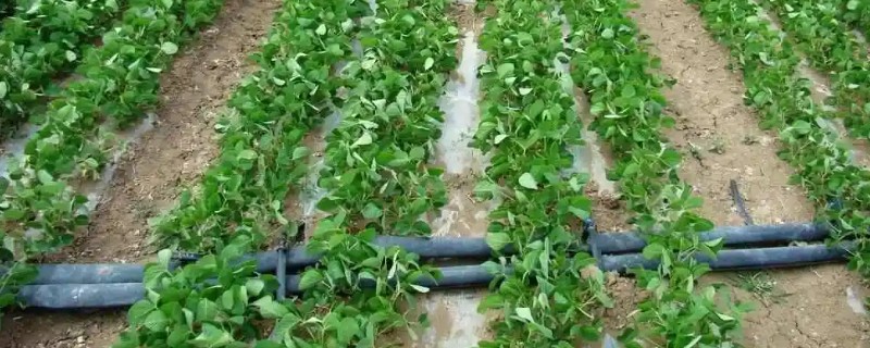 棉花膜下滴灌栽培技术，播前要安装好铺设滴灌毛管装置