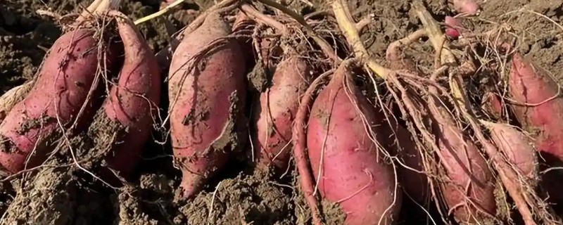 红薯的施肥技巧，把尿素溶解到水中再淋到土里