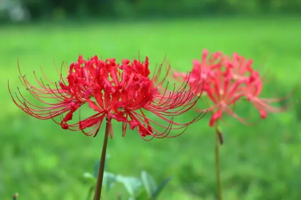 彼岸花有什么花语，代表相互思念、恶魔的温柔等含义