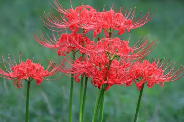 彼岸花有什么花语，代表相互思念、恶魔的温柔等含义